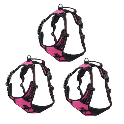EasyLeash™